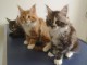 chaton Maine coon disponible pour adoption 