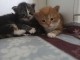 chatons maine coon disponible 