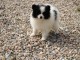 chiot spitz allemand race pure femelle 