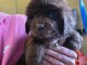 bébé chiot Terre neveu femelle disponible 
