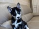 chiot husky sibérien à donner 