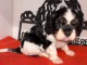 chiot cavalier king charle femelle a donner 