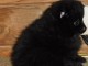 magnifique chiot spitz allemand disponible 