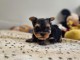 chiot Yorkshire femelle 