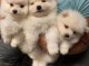 Chiots Poméraniens, Élevés en famille,