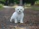 Dons chiot bichon fris&eacute; femelle 