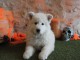 chiot berger blanc suisse adoption 