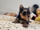 annonce chiot Yorkshire 