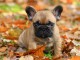 adorable chiot bouledogue français 