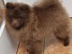 magnifique chiot spitz allemand 