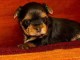 bébé chiot Yorkshire femelle 