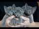 Jolies fourrures disponible chatons pour adoption