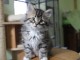 Chaton Sibérien femelle – 13 semaines – Famille sérieuse 