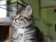 Chaton Sibérien femelle – 13 semaines – Famille sérieuse