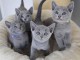 Six chatons chartreux âgé de trois mois à l