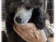 b&eacute;b&eacute; chiot caniche disponible &agrave; partir pour no&euml;l 