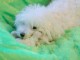 b&eacute;b&eacute; chiot bichon fris&eacute; femelle a donner 