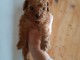 adorable chiot caniche nain disponible 