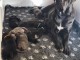 chiot Cane Corso disponible pour adoption 
