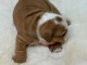 chiot bulldog anglais mâle a donner 