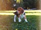 Dons chiot beagle disponible 