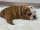 chiot bulldog anglais mâle a donner 