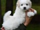 Chiots Coton de Tulear a donné contre bon soin 