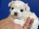magnifique chiot bichon maltais 