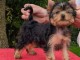 chiot Yorkshire terrier femelle a donner 