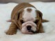 chiot bulldog anglais mâle a donner 