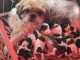 adorable chiot Shih Tzu a donner 