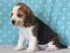 magnifique chiot beagle disponible 