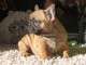 bébé chiot bouledogue français mâle 