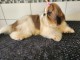 chiot Shih Tzu pour noël 