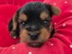 chiot York femelle disponible 
