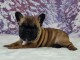 chiot bouledogue français à donner 