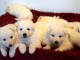 adorable chiot berger blanc suisse adoption 