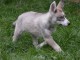 chiot husky sibérien adorable 