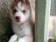 husky sibérien adorable 