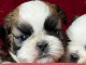 adopter chiot Shih Tzu 