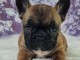 adorable chiot bouledogue 