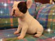 magnifique chiot bouledogue français 