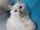 adoption chaton ragdoll 