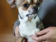 magnifique chiot chihuahua femelle a donner contre bon soin 