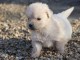 Adorable chiot golden retriever mâle a donner 