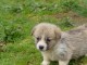 Chiots Welsh Corgi Pembroke a donner 