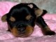 adorable chiot Yorkshire femelle 