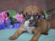 chiot bouledogue anglais 