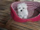 bébé chiot bichon maltais 