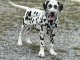 magnifique chiot dalmatien a donner contre bon soin 